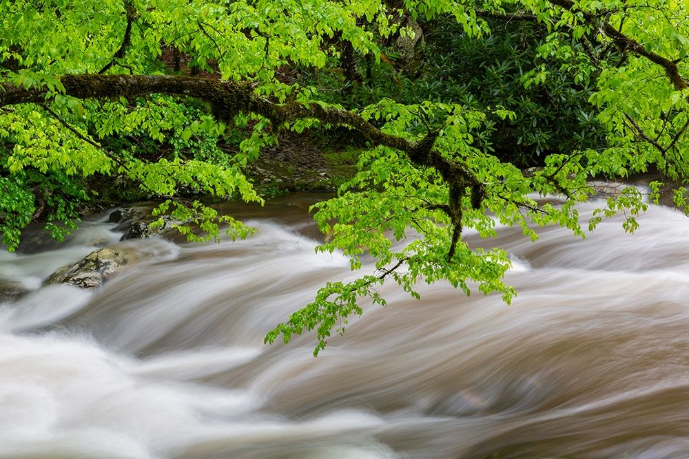 Middle Prong Little River in spring-Great Smoky Mountains National Park-Tennessee